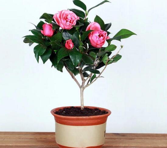 茶花叫断头花有禁忌吗,没有禁忌/养家里还能招财生旺