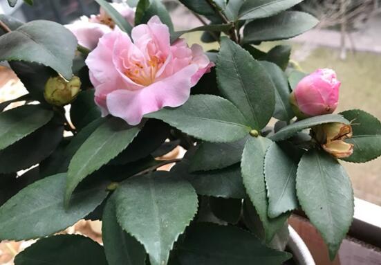 茶花叫断头花有禁忌吗,没有禁忌/养家里还能招财生旺