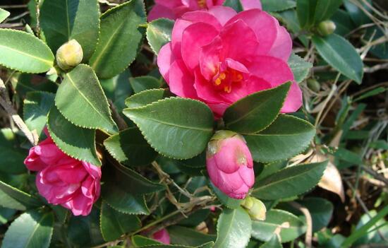 茶花叫断头花有禁忌吗,没有禁忌/养家里还能招财生旺