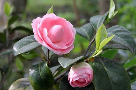 茶花叫断头花有禁忌吗,没有禁忌/养家里还能招财生旺