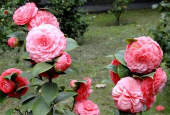 茶花能养在室内吗，放对了地方还能带来大富大贵