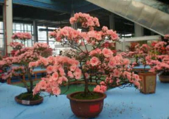 茶花长歪了如何办？三招教你完美处理