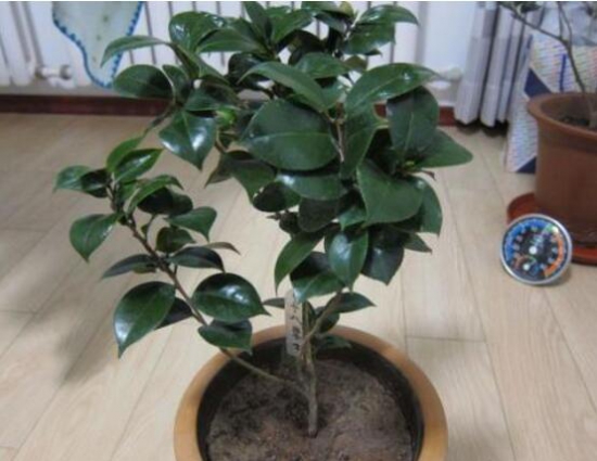 茶花长歪了如何办？三招教你完美处理