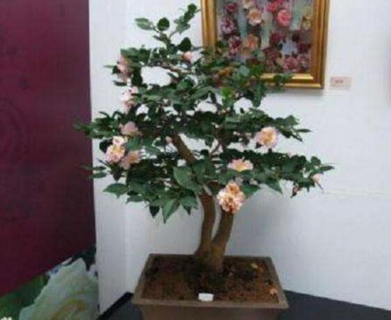 茶花长歪了如何办？三招教你完美处理