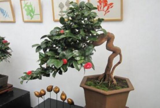 茶花长歪了如何办？三招教你完美处理