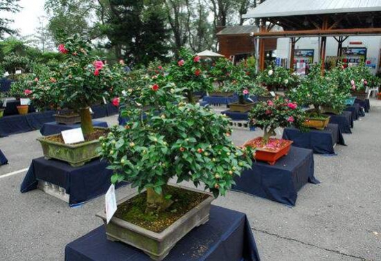 茶花长歪了如何办？三招教你完美处理