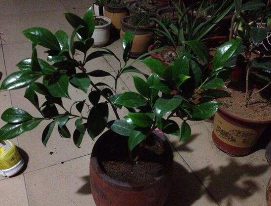 茶花长歪了如何办？三招教你完美处理