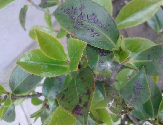 茶花叶子发黑掉了是什么原因？5种办法教你预防和治疗病虫侵害