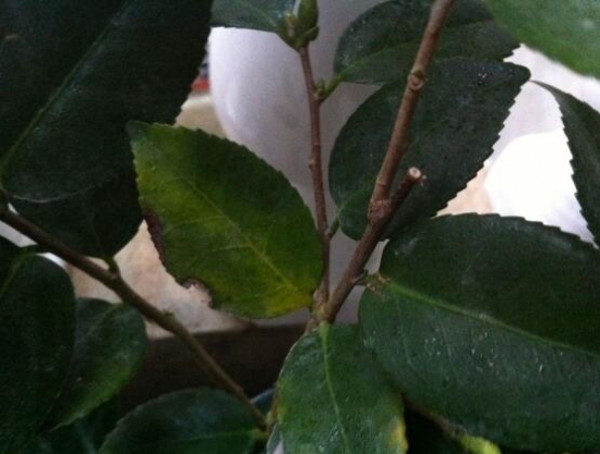 茶花叶子发黑掉了是什么原因？5种办法教你预防和治疗病虫侵害