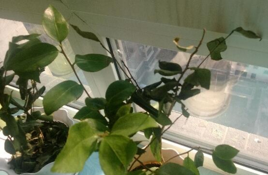 茶花叶子发黑掉了是什么原因？5种办法教你预防和治疗病虫侵害