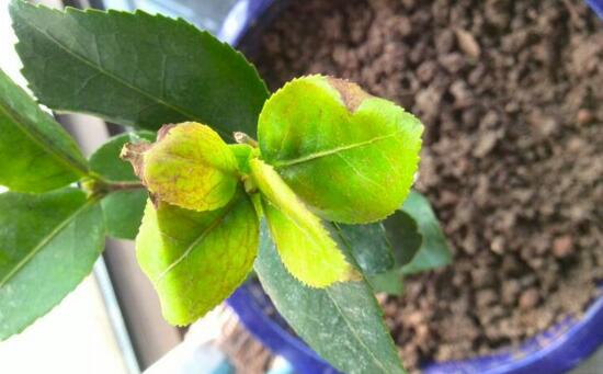 茶花叶子发黑掉了是什么原因？5种办法教你预防和治疗病虫侵害