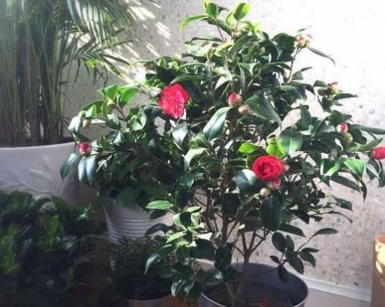 茶花叶子发黑掉了是什么原因？5种办法教你预防和治疗病虫侵害