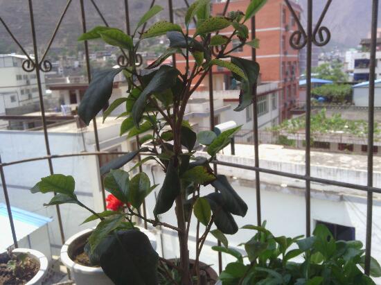 茶花叶子发黑掉了是什么原因？5种办法教你预防和治疗病虫侵害