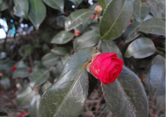 茶花叶子发黑掉了是什么原因？5种办法教你预防和治疗病虫侵害