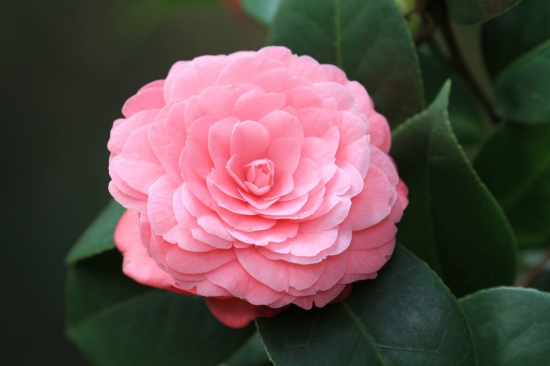 茶花叶子枯萎如何办？控制好水分与光照轻松处理