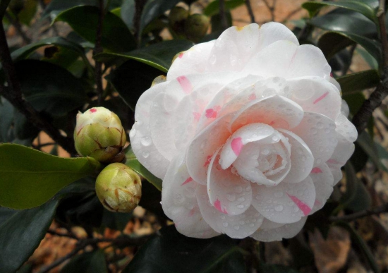 茶花叶子枯萎如何办？控制好水分与光照轻松处理