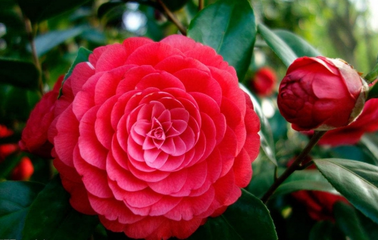 茶花叶子枯萎如何办？控制好水分与光照轻松处理