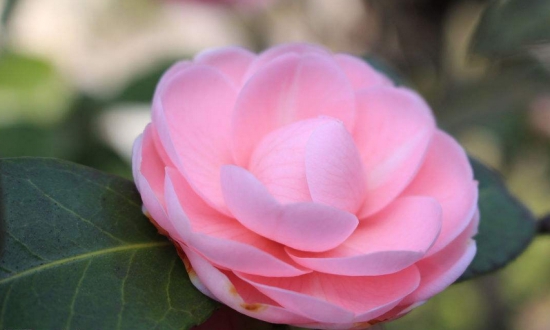 茶花叶子枯萎如何办？控制好水分与光照轻松处理