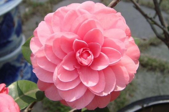 茶花掉叶子：茶花掉叶子主要还是人为养护不周引起的，看完这篇文章你就明白