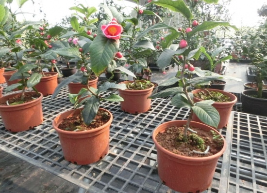 茶花掉叶子：茶花掉叶子主要还是人为养护不周引起的，看完这篇文章你就明白