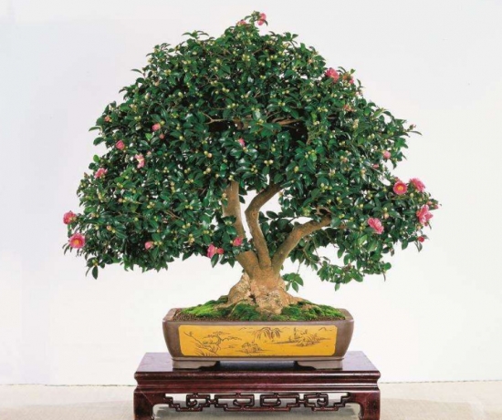 茶花掉叶子：茶花掉叶子主要还是人为养护不周引起的，看完这篇文章你就明白