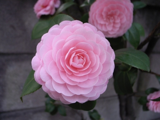 茶花夏季如何养：喜半阴忌暴晒浇水控温控施肥