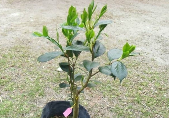 茶花为何不开花：原因分两种：有蕾不开或一直不见花蕾