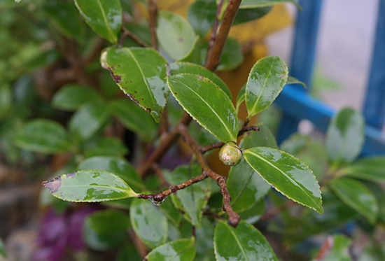 茶花为何不开花：原因分两种：有蕾不开或一直不见花蕾