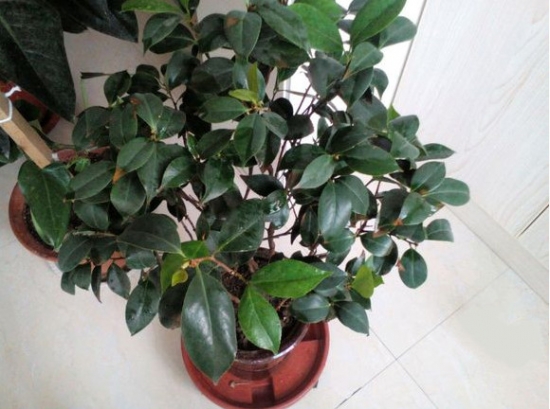 茶花为何不开花：原因分两种：有蕾不开或一直不见花蕾