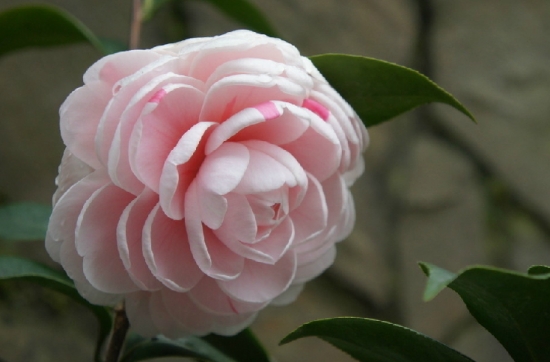 茶花开花的时间：南方一般在3～4月；北方天气较冷，花期可能推迟