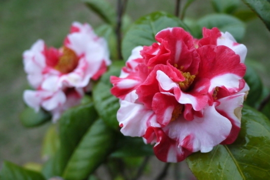 茶花开花的时间：南方一般在3～4月；北方天气较冷，花期可能推迟