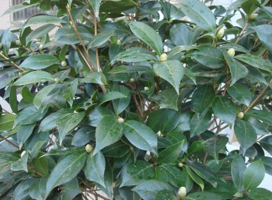 什么是茶花春化：花芽要经过一段时间的低温或短日照才能开花