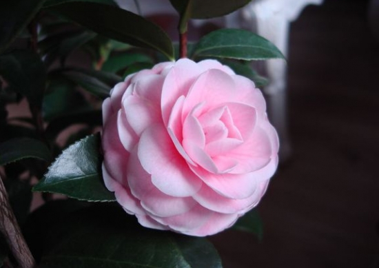 什么是茶花春化：花芽要经过一段时间的低温或短日照才能开花