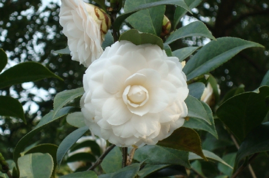 茶花的养殖办法：上盆是否需要去掉原土，取决于新旧土的差异。