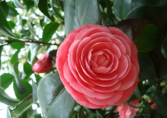 茶花的养殖办法：上盆是否需要去掉原土，取决于新旧土的差异。