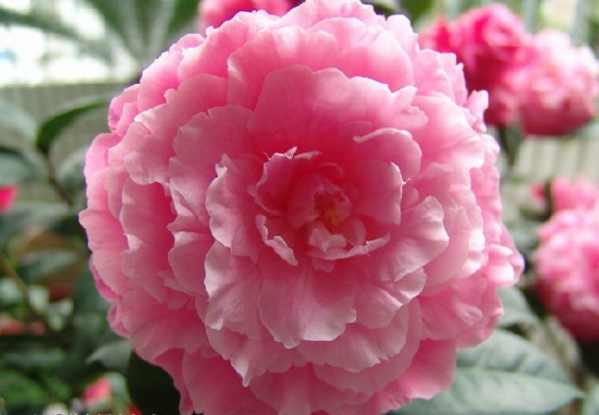 茶花的养殖办法：上盆是否需要去掉原土，取决于新旧土的差异。