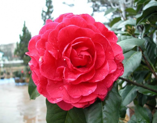 茶花的养殖办法：上盆是否需要去掉原土，取决于新旧土的差异。