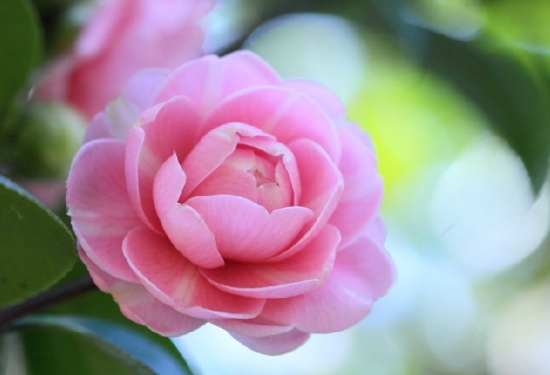 茶花的养殖办法：惧风喜阳，忌暴晒