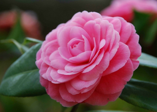 茶花的养殖办法：惧风喜阳，忌暴晒