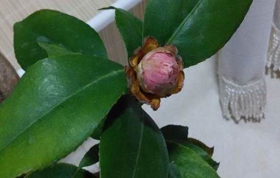 如何预防茶花落蕾：避免骤冷骤热