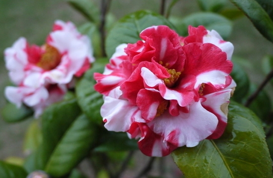 如何预防茶花落蕾：避免骤冷骤热