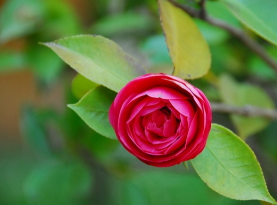 如何预防茶花落蕾：避免骤冷骤热