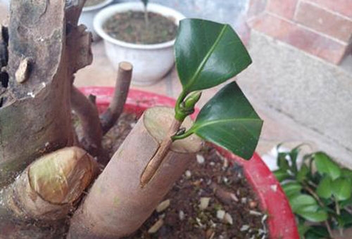 茶花如何嫁接：茶花嫁接技术详解