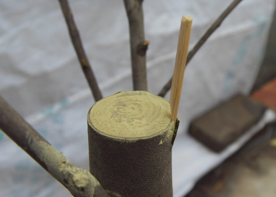茶花如何嫁接：茶花嫁接技术详解