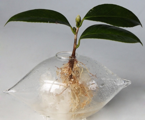 茶花如何嫁接：茶花嫁接技术详解