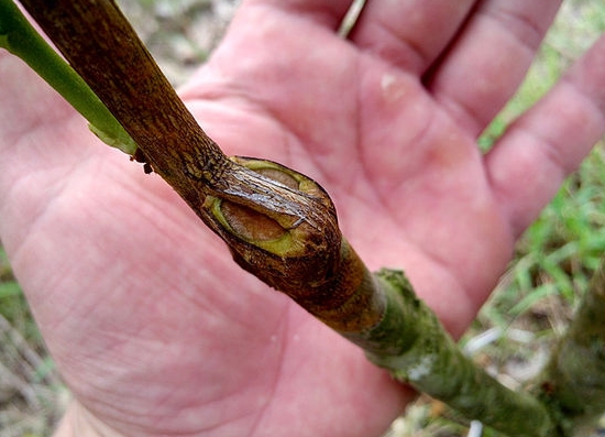 茶花如何嫁接：茶花嫁接技术详解
