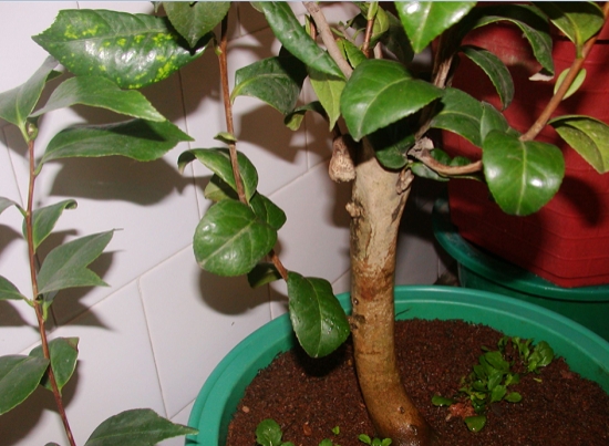 油茶（砧木）嫁接茶花：茶花的嫁接技术详解（附图）