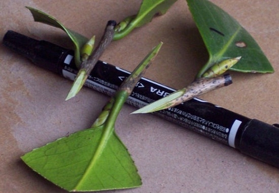 油茶的嫁接技术：油茶的嫁接操作步骤及后期管理详解