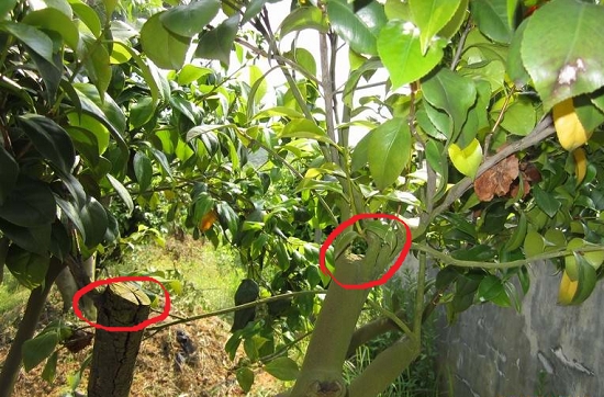 油茶的嫁接技术：油茶的嫁接操作步骤及后期管理详解