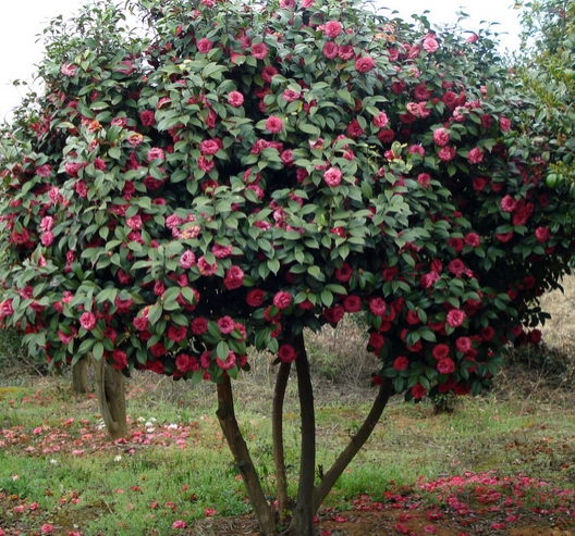 茶花如何嫁接：茶花的嫁接办法详解（附图）